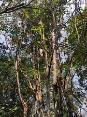 Elaeocarpus sylvestris