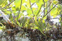 Dendrobium monophyllum
