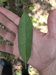 Elaeocarpus sylvestris