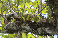 Dendrobium monophyllum