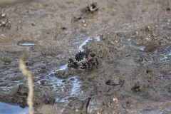 Pseudohelice subquadrata