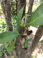 Elaeocarpus sylvestris