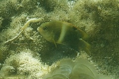 Chrysiptera biocellata