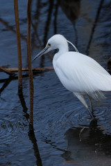 Egretta garzetta