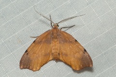 Achrosis lithosiaria