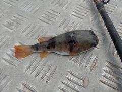 Marilyna pleurosticta