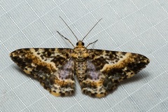 Alcis praevariegata