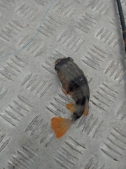 Marilyna pleurosticta