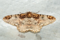 Amraica solivagaria