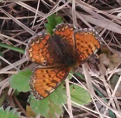 Melitaea sindura