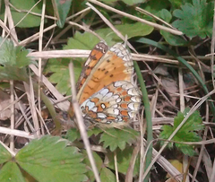 Melitaea sindura