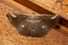 Auzeodes chalybaeata