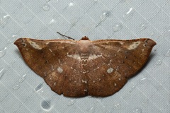 Auzeodes chalybaeata