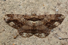 Coremecis nigrovittata