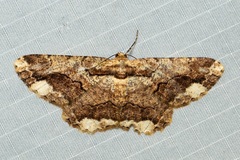 Coremecis nigrovittata