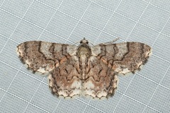 Myrioblephara