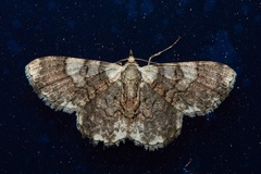 Myrioblephara pingasoides