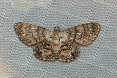 Myrioblephara pallibasis