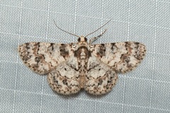 Myrioblephara