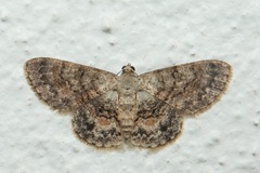 Myrioblephara
