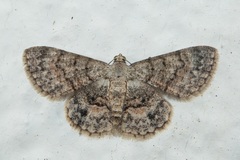 Myrioblephara