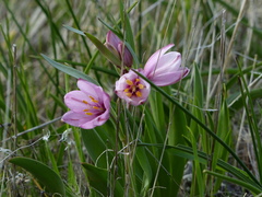 Fritillaria pluriflora