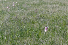 Fritillaria pluriflora