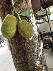 Artocarpus heterophyllus