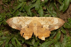 Chorodna pallidularia