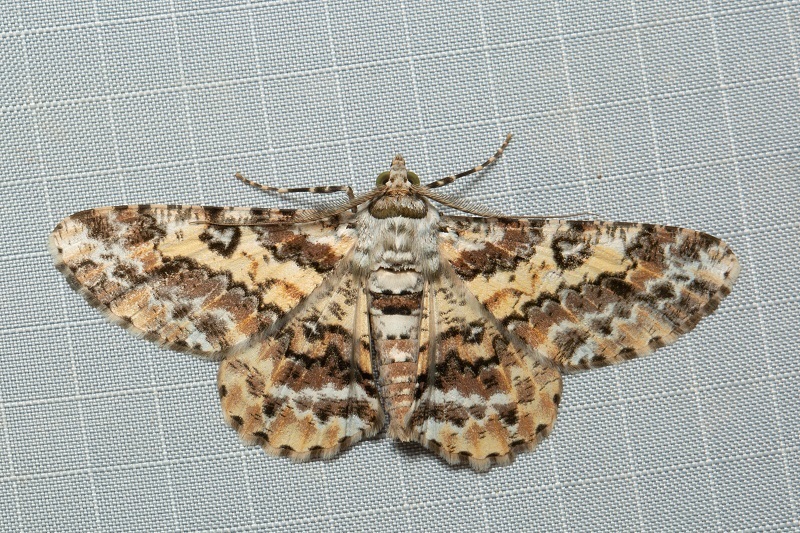 Cleora determinata