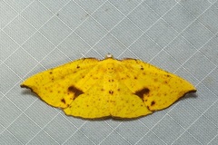 Corymica fulvimaculata