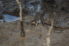 Pseudohelice subquadrata