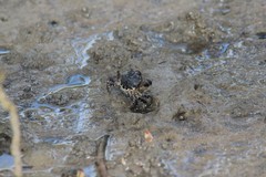 Pseudohelice subquadrata