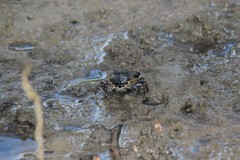 Pseudohelice subquadrata