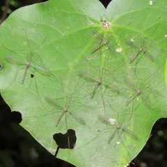 Limnophilella delicatula