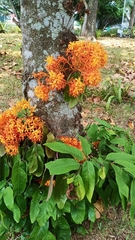 Ixora chinensis