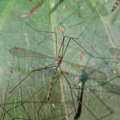 Limnophilella delicatula