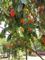 Saraca