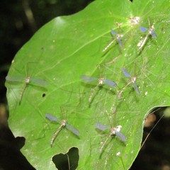 Limnophilella delicatula