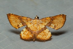 Corymica deducta