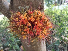 Saraca
