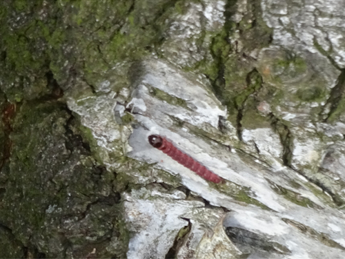 Goat Moth, Drenthe, NL, photo 6 of 10