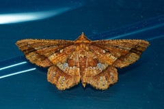 Entomopteryx combusta