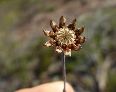 Leipoldtia schultzei