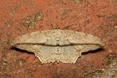 Eutoea heteroneurata