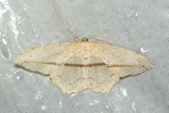 Eutoea heteroneurata