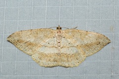 Eutoea heteroneurata