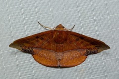 Fascellina clausaria