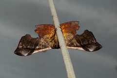Fascellina