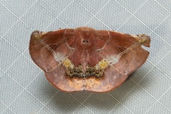 Garaeus conspicienda